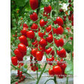 Hybrid Tomato Seeds--All colors